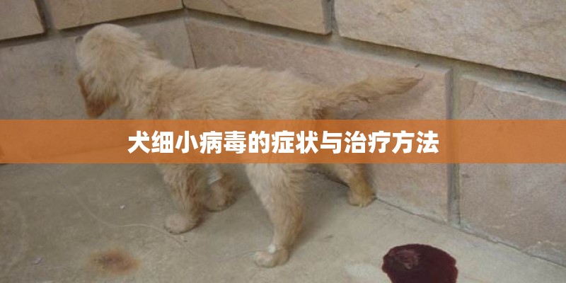 犬细小病毒的症状与治疗方法