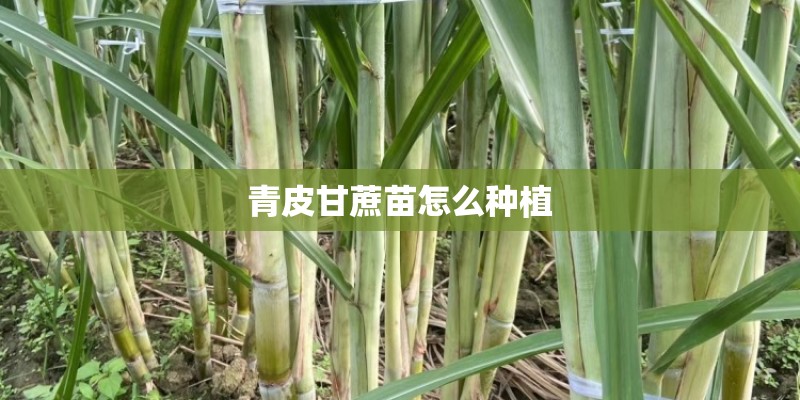 青皮甘蔗苗怎么种植