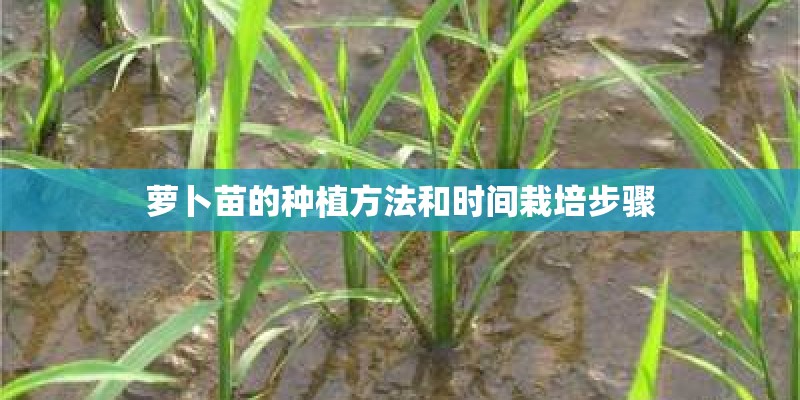 萝卜苗的种植方法和时间栽培步骤