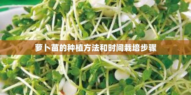 萝卜苗的种植方法和时间栽培步骤