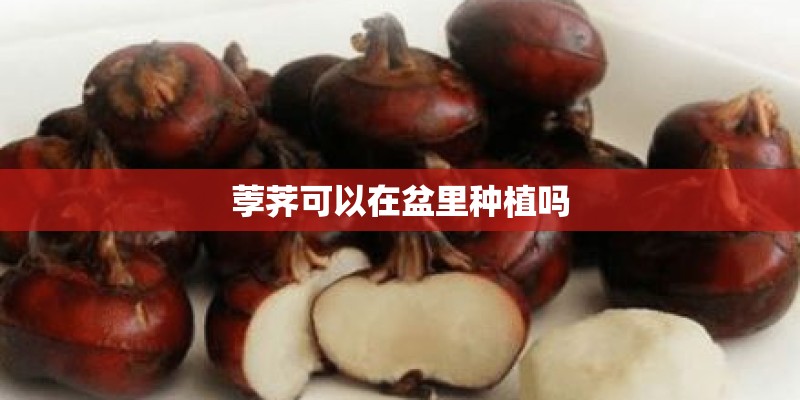 荸荠可以在盆里种植吗