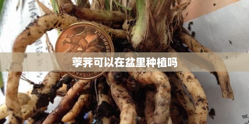 荸荠可以在盆里种植吗