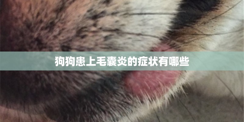 狗狗患上毛囊炎的症状有哪些 狗狗患上毛囊炎的症状有哪些
