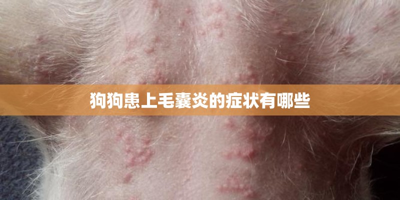 狗狗患上毛囊炎的症状有哪些 狗狗患上毛囊炎的症状有哪些