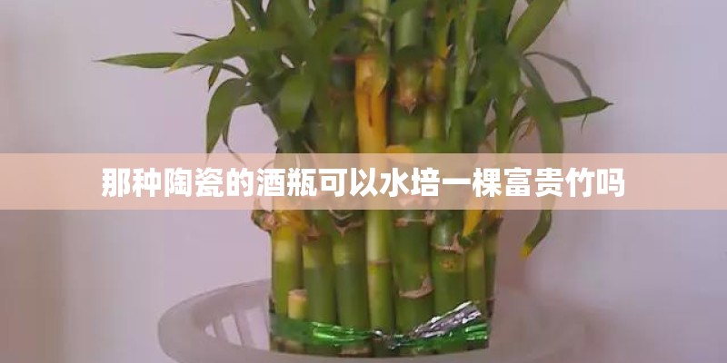 那种陶瓷的酒瓶可以水培一棵富贵竹吗
