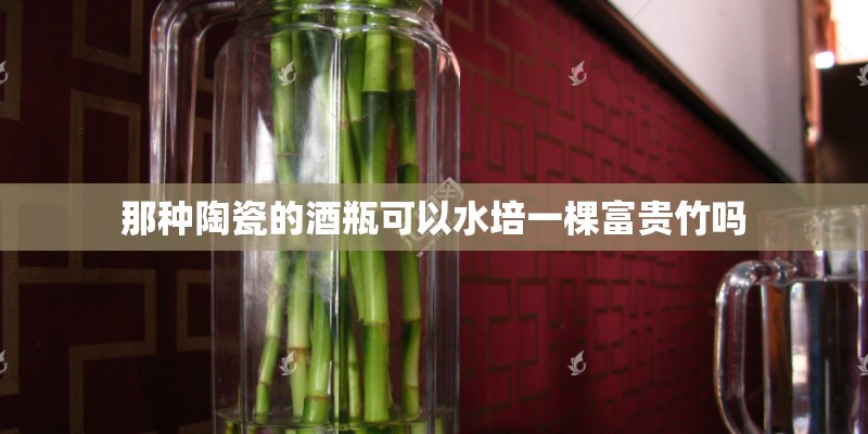 那种陶瓷的酒瓶可以水培一棵富贵竹吗