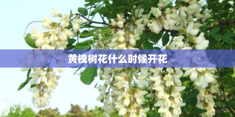 黄槐树花什么时候开花