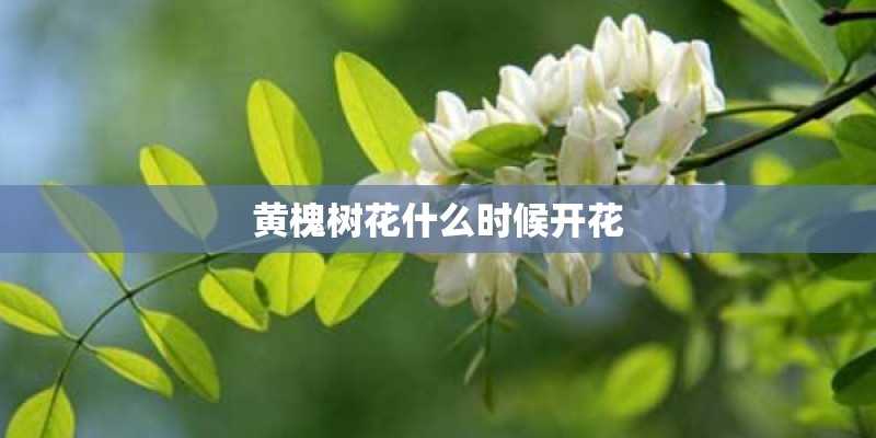 黄槐树花什么时候开花