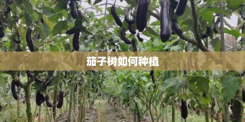 茄子树如何种植