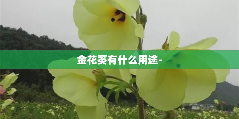 金花葵有什么用途-