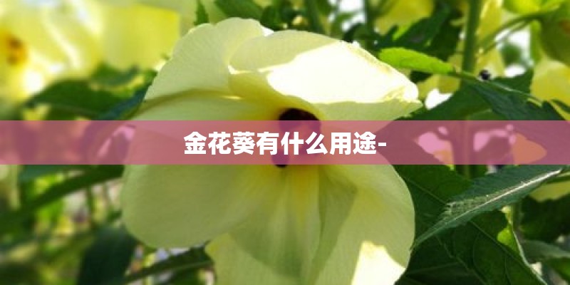 金花葵有什么用途-