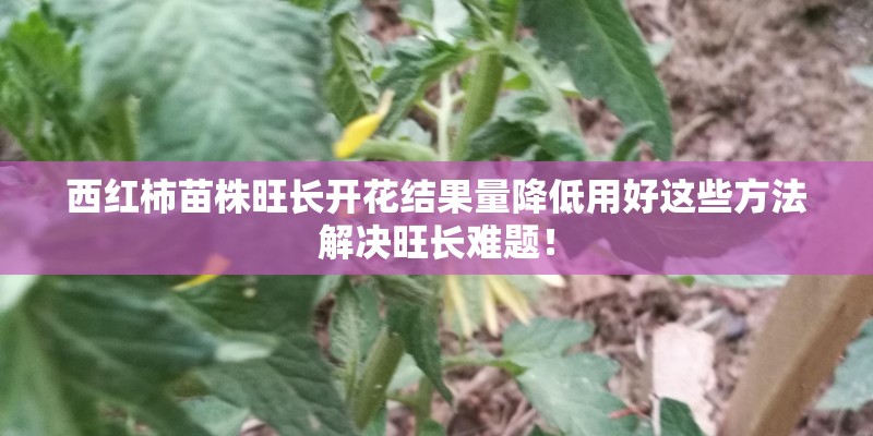 西红柿苗株旺长开花结果量降低用好这些方法解决旺长难题！