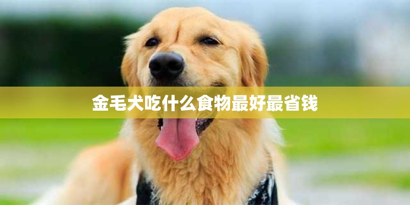 金毛犬吃什么食物最好最省钱
