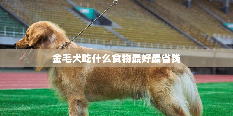 金毛犬吃什么食物最好最省钱