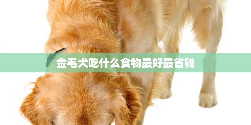 金毛犬吃什么食物最好最省钱