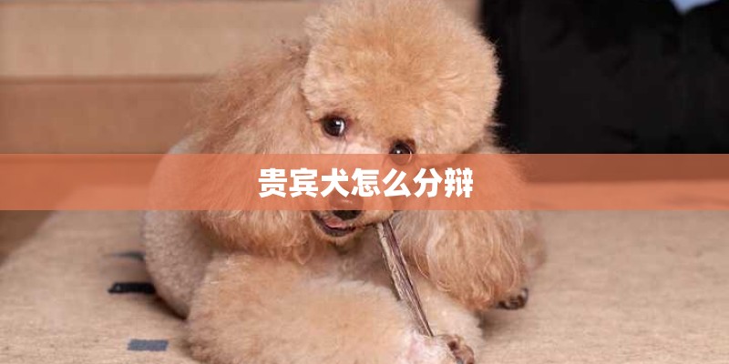 贵宾犬怎么分辩