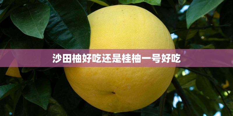 沙田柚好吃还是桂柚一号好吃 沙田柚好吃还是桂柚一号好吃