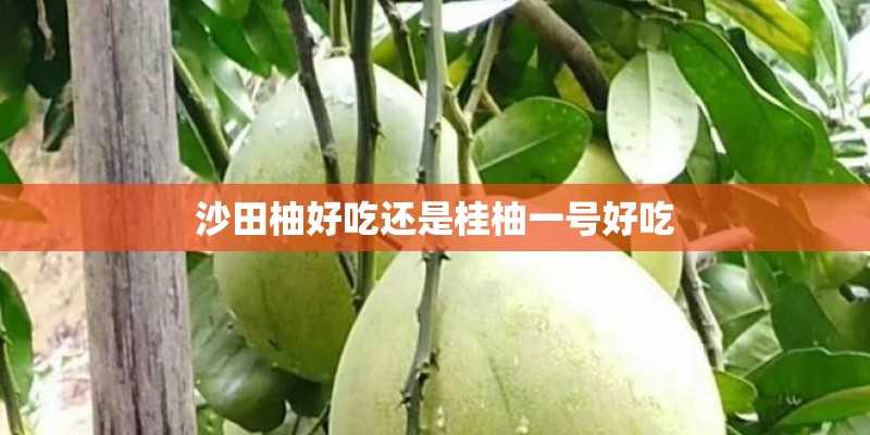 沙田柚好吃还是桂柚一号好吃 沙田柚好吃还是桂柚一号好吃