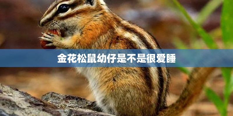 金花松鼠幼仔是不是很爱睡