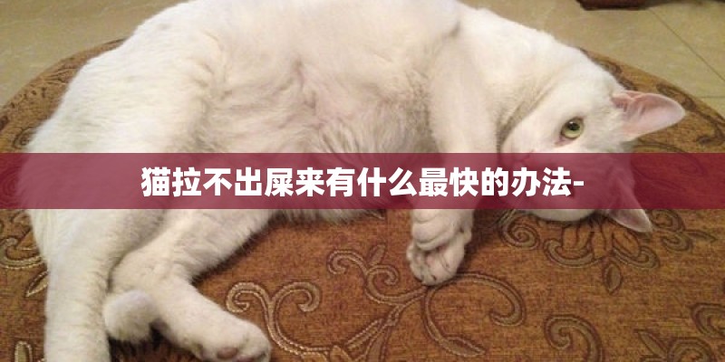 猫拉不出屎来有什么最快的办法-