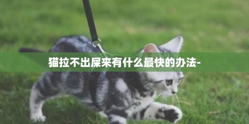 猫拉不出屎来有什么最快的办法-