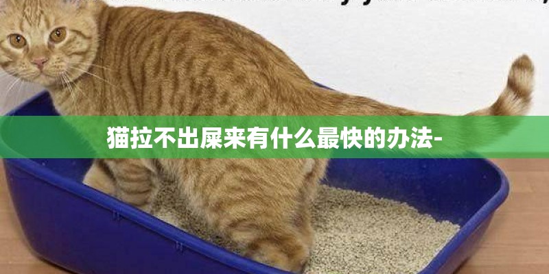 猫拉不出屎来有什么最快的办法-
