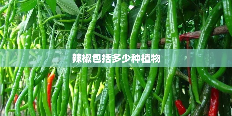 辣椒包括多少种植物