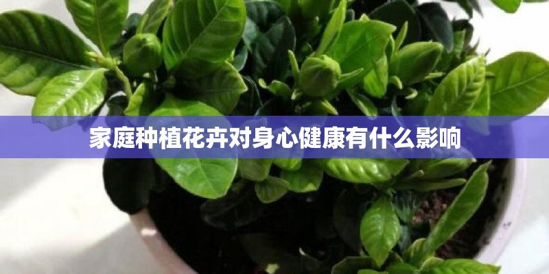家庭种植花卉对身心健康有什么影响