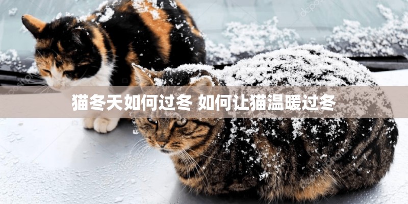 猫冬天如何过冬 如何让猫温暖过冬