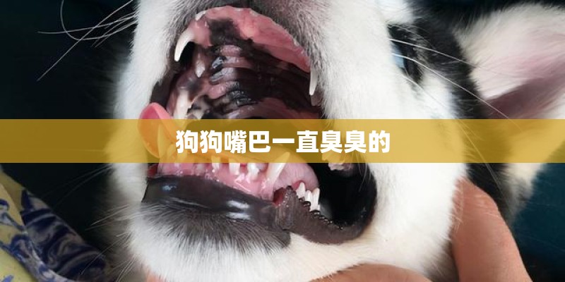 狗狗嘴巴一直臭臭的 狗狗嘴巴一直臭臭的