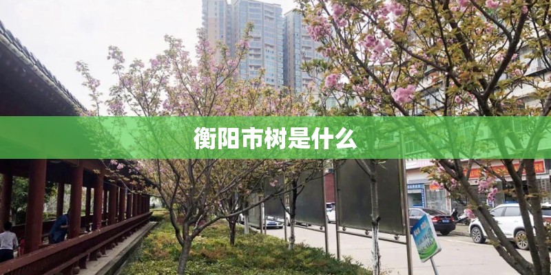 衡阳市树是什么