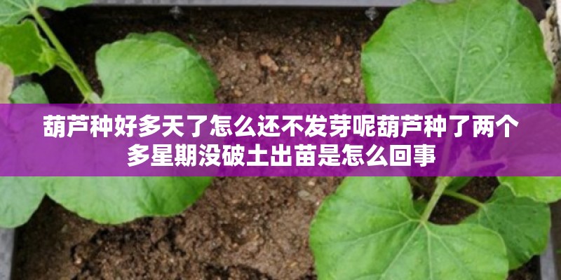葫芦种好多天了怎么还不发芽呢葫芦种了两个多星期没破土出苗是怎么回事