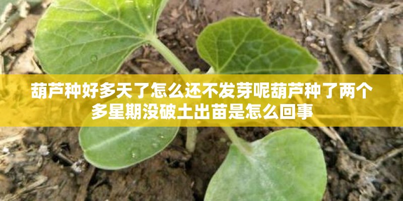 葫芦种好多天了怎么还不发芽呢葫芦种了两个多星期没破土出苗是怎么回事