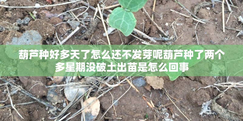 葫芦种好多天了怎么还不发芽呢葫芦种了两个多星期没破土出苗是怎么回事