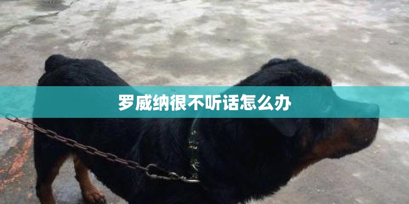罗威纳很不听话怎么办