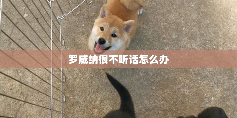 罗威纳很不听话怎么办