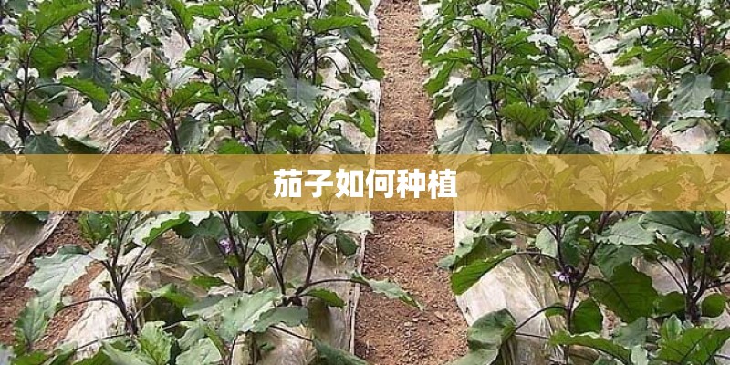 茄子如何种植