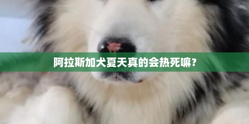 阿拉斯加犬夏天真的会热死嘛？