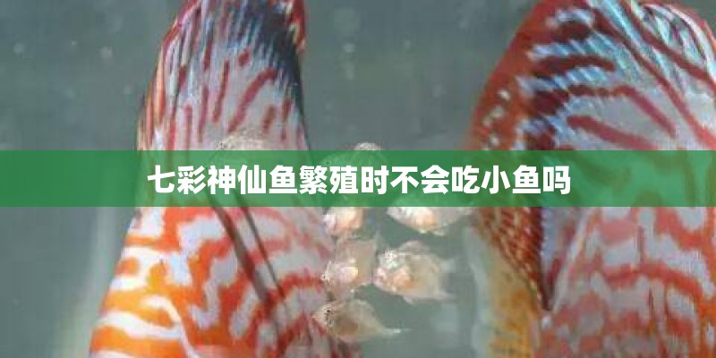 七彩神仙鱼繁殖时不会吃小鱼吗