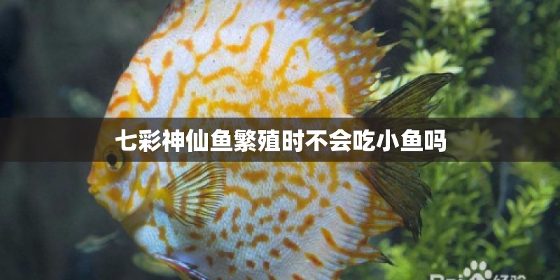 七彩神仙鱼繁殖时不会吃小鱼吗