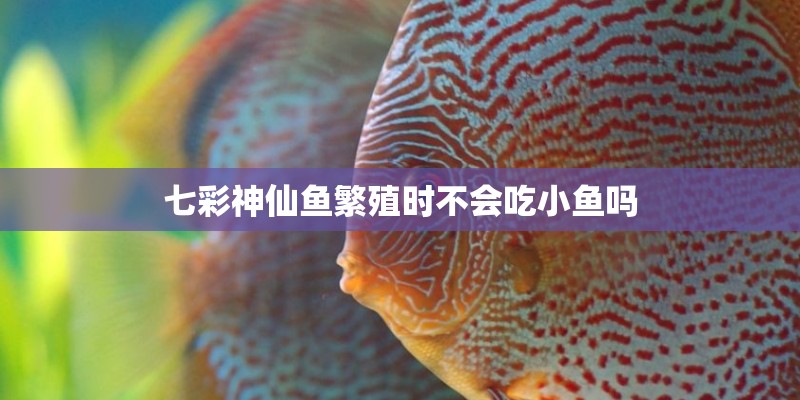 七彩神仙鱼繁殖时不会吃小鱼吗