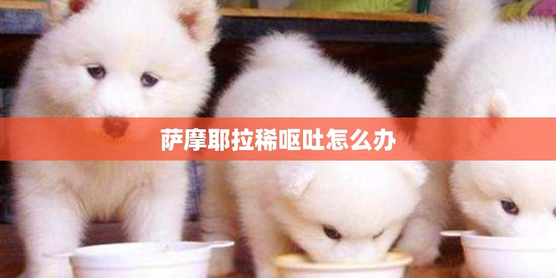 萨摩耶拉稀呕吐怎么办 萨摩耶拉稀呕吐怎么办