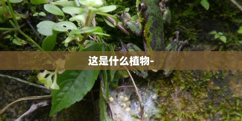 这是什么植物-