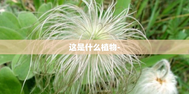 这是什么植物-