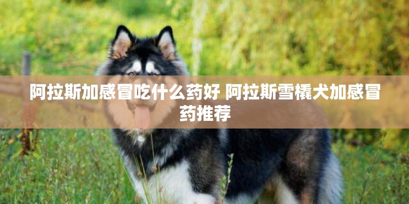 阿拉斯加感冒吃什么药好 阿拉斯雪橇犬加感冒药推荐
