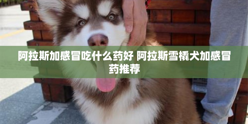 阿拉斯加感冒吃什么药好 阿拉斯雪橇犬加感冒药推荐