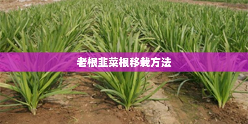 老根韭菜根移栽方法