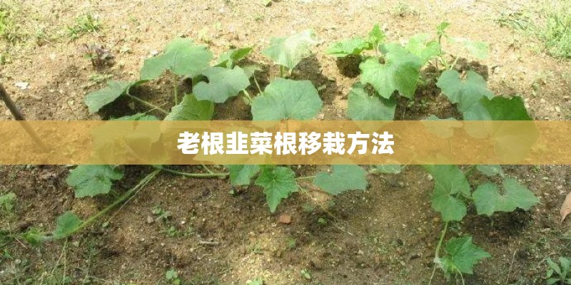 老根韭菜根移栽方法