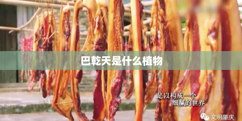 巴乾天是什么植物