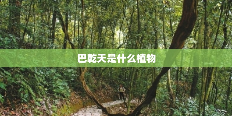 巴乾天是什么植物 巴乾天是什么植物